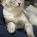 去勢済みオス猫の里親募集！※他にもう1匹募集中