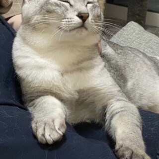 去勢済みオス猫の里親募集！※他にもう1匹募集中