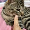 1歳オス　急募‼️ サムネイル2