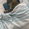 1歳オス　急募‼️ サムネイル3