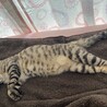 1歳オス　急募‼️ サムネイル4