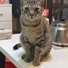 1歳オス　急募‼️ サムネイル5