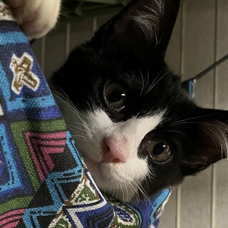 去勢済みメス猫里親募集