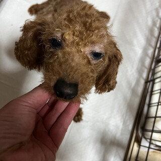 抜け毛のトイプー