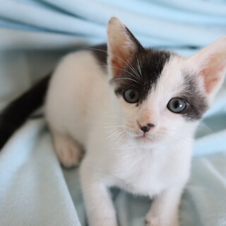 お膝ねらいの甘えん坊くん