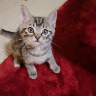 子猫の里親募集(奇跡の子猫達）