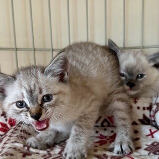シャーしたお顔もかわいい　まるちゃん