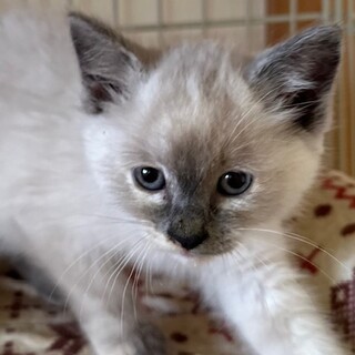 ちょっとビビりな甘えんぼ　ほしちゃん