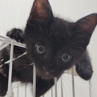 ■甘えた女子　ソニちゃん