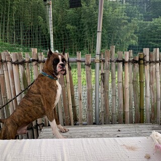 ボクサー犬　オス６歳