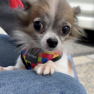 ちっちゃめ可愛いチワワの『ちゃんもも』