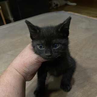 ありがとうございました★黒猫クンちゃん