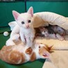 ■人の手で育ちました　あおさ君 サムネイル4