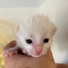 ■人の手で育ちました　あおさ君 サムネイル6
