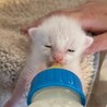 ■人の手で育ちました　あおさ君 サムネイル7