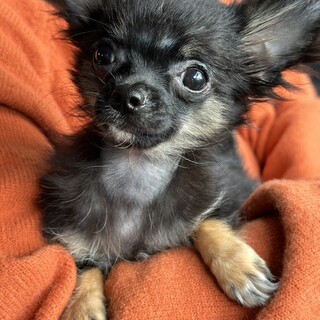 可愛い！ちっちゃい！赤ちゃんチワワ『まぁぴぴ』