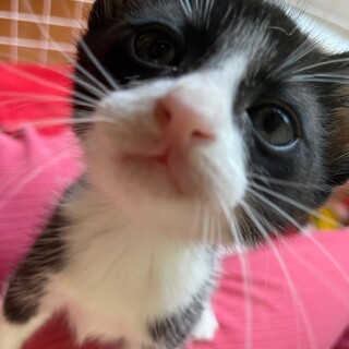 ■甘えたハチワレ　ヨウちゃん