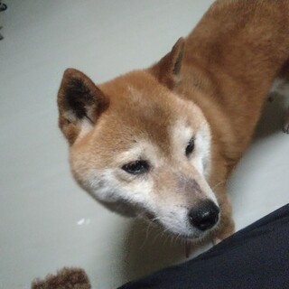 トライアルヘ柴犬　こももちゃん女の子５歳から６歳