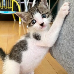 in春日井市☆子猫たちの臨時譲渡会2023年6月24日（土）～ 非営利団体「ちーむ にゃいんず」