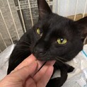 やさしい黒猫ノア君里親様募集中