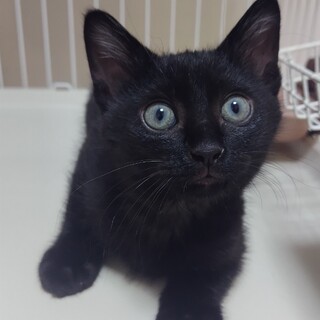 ※募集一時ストップします■わんぱく男子　れん君