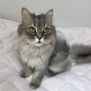 ラガマフィン♂保護猫・ずっとのおうちを探しています