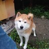 【飼育放棄】柴ミックス男の子ファミリー募集 サムネイル2