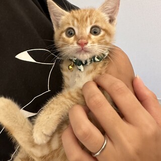 度重なる困難を乗り越えた奇跡の茶トラ♂