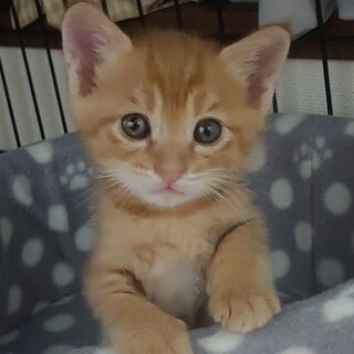 里親決定。茶トラのつよし君