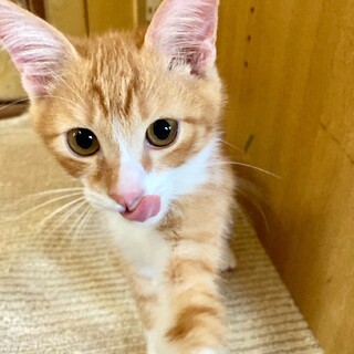 【6/25⭐️堺東にて里親会】参加猫ポンくん