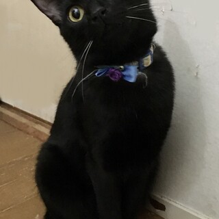 【1/28⭐️堺東にて譲渡会】参加猫ヤマトくん