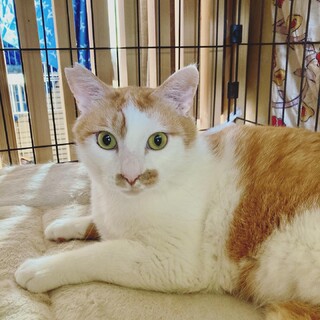 6歳くらい　お外で頑張ってきた茶白の男の子　