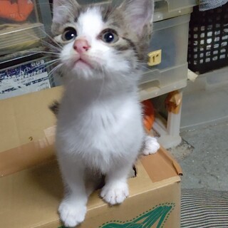 里親募集中です