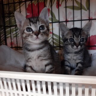 生後２か月　可愛すぎる甘えん坊姉妹