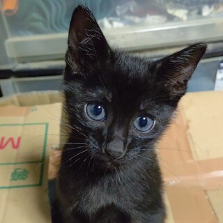 里親募集中です