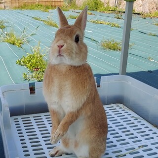 【急募】ネザーランドドワーフ ♀