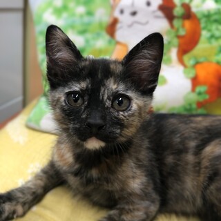 愛嬌のあるサビネコの女の子・2ヶ月