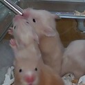 ハムちゃんが9匹うまれました