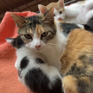 過酷な野良生活を生き抜いたミケのお母さん