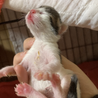 生後3ヶ月キジ白でタレ目男の子 ＊ワクチン・検査済 サムネイル4