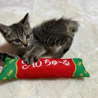 キジトラの可愛い男の子