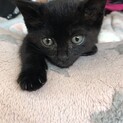 （里親様決定）足が少し短い可愛い黒猫ちゃん