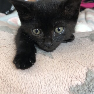 （里親様決定）足が少し短い可愛い黒猫ちゃん