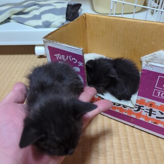 排水溝からヨチヨチ歩きで出てきた所を保護