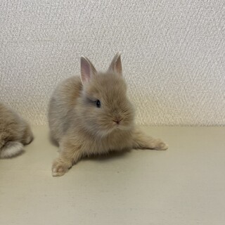 かわいいうさぎの赤ちゃん①」兵庫県 - 小動物の里親募集(459530