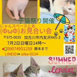 にゃんスペースとあ　ねこのお見合い会