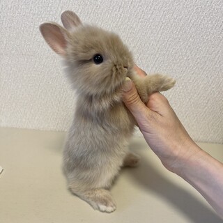 かわいいうさぎの赤ちゃん ②