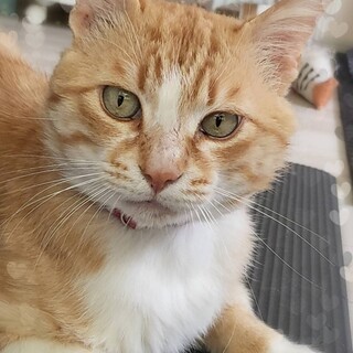 ちゃっくん　ひとなれ抜群穏やかな男の子