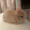可愛いうさぎの赤ちゃん③