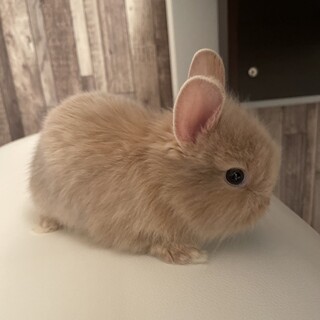 可愛いうさぎの赤ちゃん③